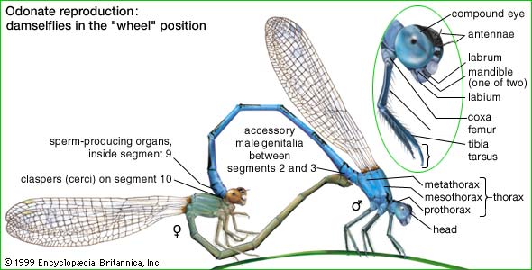 The Odonata