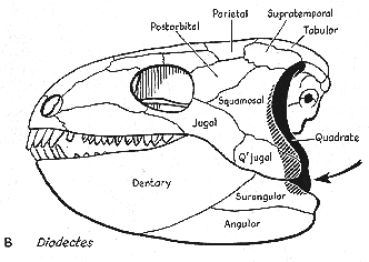 QUADRATE