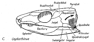 Quadrate Bone