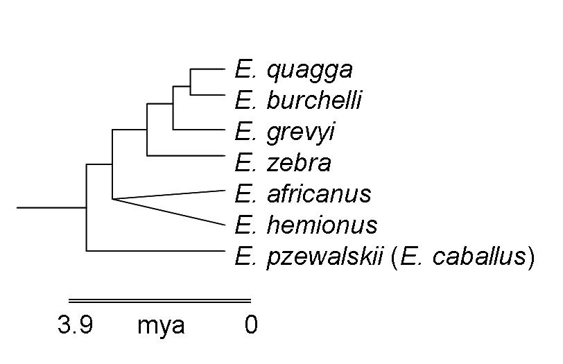 cladogram