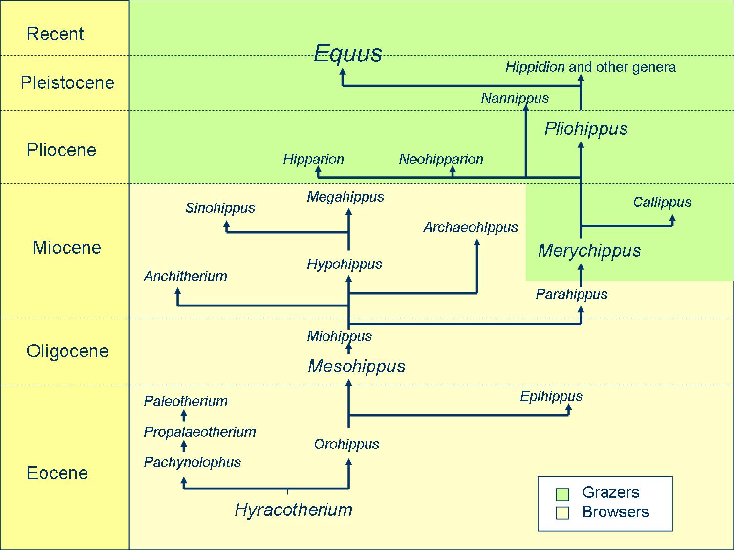 phylogeny