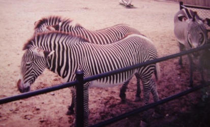 grevy's zebra