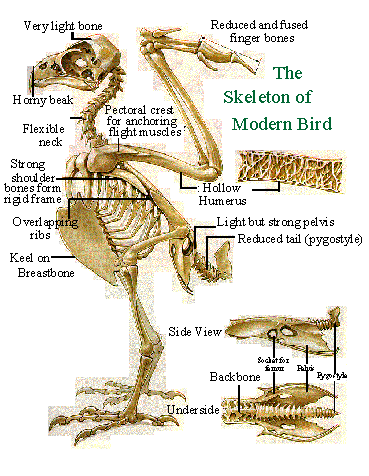 The Dodo  BirdNote
